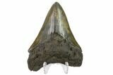 Fossil Megalodon Tooth - South Carolina #130776-1